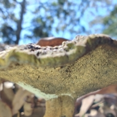 Sanguinoderma rude (Red-staining Stalked Polypore) at Mares Run, NSW - 1 Sep 2024 by LyndalT