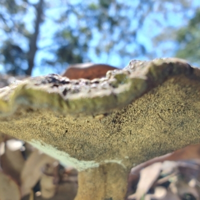 Unidentified Bolete - Fleshy texture, stem central (more-or-less) at Mares Run, NSW - 1 Sep 2024 by LyndalT