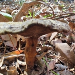 Sanguinoderma rude at Mares Run, NSW - 1 Sep 2024