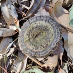 Sanguinoderma rude at Mares Run, NSW - 1 Sep 2024