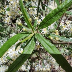 Olearia sp. at Mares Run, NSW - 1 Sep 2024 by LyndalT