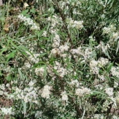 Olearia viscidula at Mares Run, NSW - 1 Sep 2024