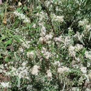 Olearia viscidula at Mares Run, NSW - 1 Sep 2024