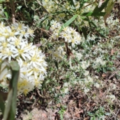 Olearia viscidula at Mares Run, NSW - 1 Sep 2024 11:42 AM
