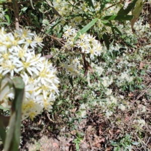 Olearia viscidula at Mares Run, NSW - 1 Sep 2024