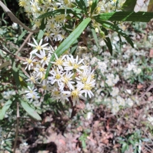 Olearia viscidula at Mares Run, NSW - 1 Sep 2024