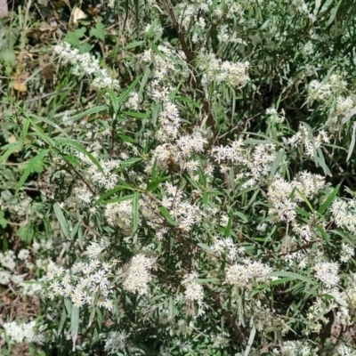 Clematis aristata at Mares Run, NSW - 1 Sep 2024 by LyndalT