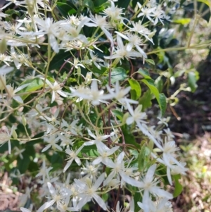 Clematis glycinoides at Mares Run, NSW - 1 Sep 2024