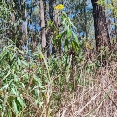 Senecio linearifolius (Fireweed Groundsel, Fireweed) at Mares Run, NSW - 1 Sep 2024 by LyndalT