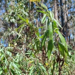 Senecio linearifolius at Mares Run, NSW - 1 Sep 2024 11:45 AM