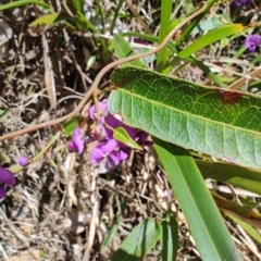 Hardenbergia violacea at Mares Run, NSW - 1 Sep 2024 by LyndalT