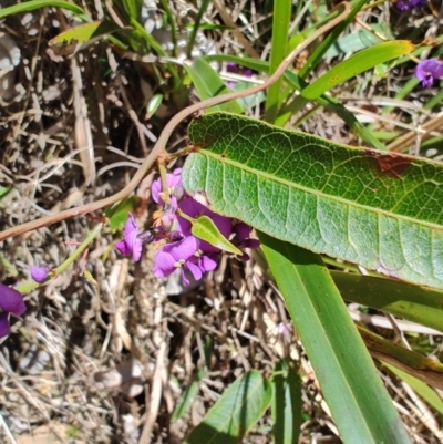 Hardenbergia violacea (False Sarsaparilla) at Mares Run, NSW - 1 Sep 2024 by LyndalT