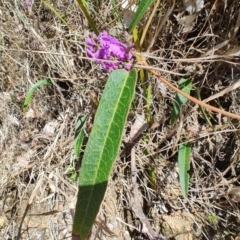 Hardenbergia violacea at Mares Run, NSW - 1 Sep 2024