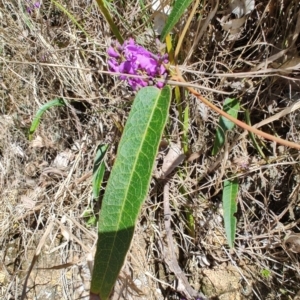 Hardenbergia violacea at Mares Run, NSW - 1 Sep 2024 11:46 AM