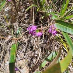 Hardenbergia violacea at Mares Run, NSW - 1 Sep 2024 11:46 AM