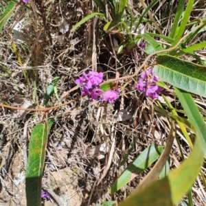 Hardenbergia violacea at Mares Run, NSW - 1 Sep 2024