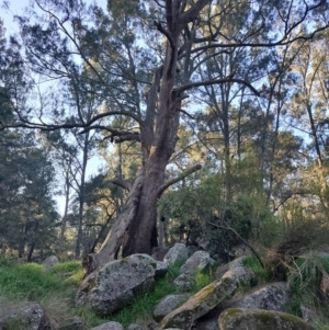 Casuarina cunninghamiana subsp. cunninghamiana at Castle Doyle, NSW - 1 Sep 2024