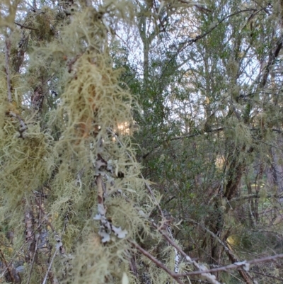 Unidentified Lichen at Metz, NSW - 1 Sep 2024 by LyndalT