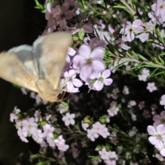 Unidentified Other moth at Armidale, NSW - 1 Sep 2024 by LyndalT