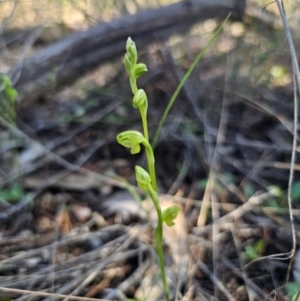 Pterostylis sp. at Parkes, NSW - suppressed