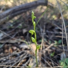 Pterostylis sp. at Parkes, NSW - 3 Sep 2024