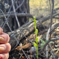 Pterostylis sp. at Parkes, NSW - suppressed