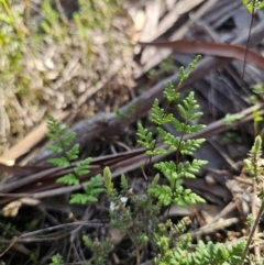 Cheilanthes sieberi subsp. sieberi (Mulga Rock Fern) at Parkes, NSW - 3 Sep 2024 by Csteele4