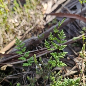 Cheilanthes sieberi subsp. sieberi at Parkes, NSW - 3 Sep 2024