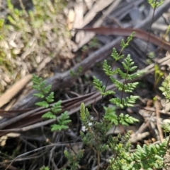 Cheilanthes sieberi subsp. sieberi at Parkes, NSW - 3 Sep 2024