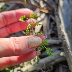 Cheilanthes sieberi subsp. sieberi at Parkes, NSW - 3 Sep 2024