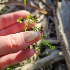 Cheilanthes sieberi subsp. sieberi at Parkes, NSW - 3 Sep 2024