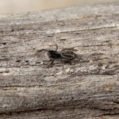 Holoplatys sp. (genus) (Unidentified Holoplatys jumping spider) at Yarralumla, ACT - 3 Sep 2024 by DPRees125