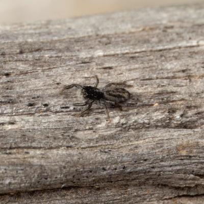 Holoplatys sp. (genus) (Unidentified Holoplatys jumping spider) at Yarralumla, ACT - 3 Sep 2024 by DPRees125