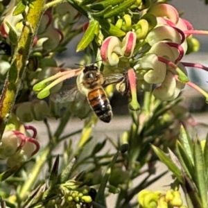 Apis mellifera at Russell, ACT - 3 Sep 2024 12:26 PM