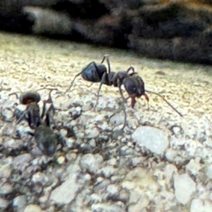 Iridomyrmex rufoniger at Russell, ACT - 3 Sep 2024