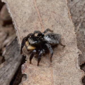 Salticidae sp. 'Golden palps' at Yarralumla, ACT - 3 Sep 2024 11:57 AM