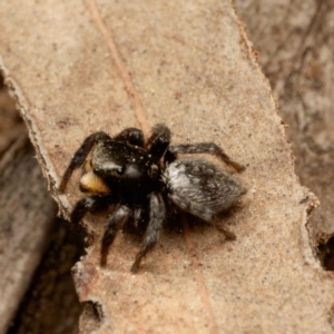 Salticidae sp. 'Golden palps' at Yarralumla, ACT - 3 Sep 2024 11:57 AM