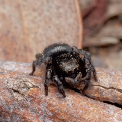 Salticidae sp. 'Golden palps' at Yarralumla, ACT - 3 Sep 2024