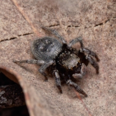 Salticidae sp. 'Golden palps' at Yarralumla, ACT - 3 Sep 2024