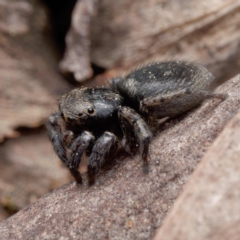 Salticidae sp. 'Golden palps' at Yarralumla, ACT - 3 Sep 2024 11:57 AM