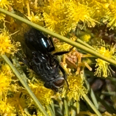 Calyptrate (subsection) (Unidentified house-flies, blow-flies and their allies) at Russell, ACT - 3 Sep 2024 by Hejor1