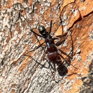 Iridomyrmex purpureus at Russell, ACT - 3 Sep 2024 03:24 PM