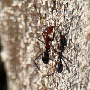 Iridomyrmex purpureus at Russell, ACT - 3 Sep 2024 03:24 PM