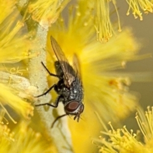 Muscoidea (super family) at Barton, ACT - 3 Sep 2024