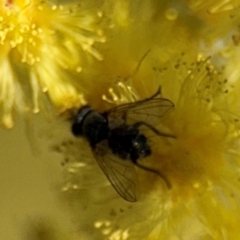 Muscoidea (super family) at Barton, ACT - 3 Sep 2024