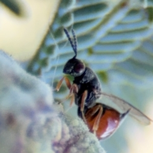 Eurytomidae (family) at Russell, ACT - 3 Sep 2024