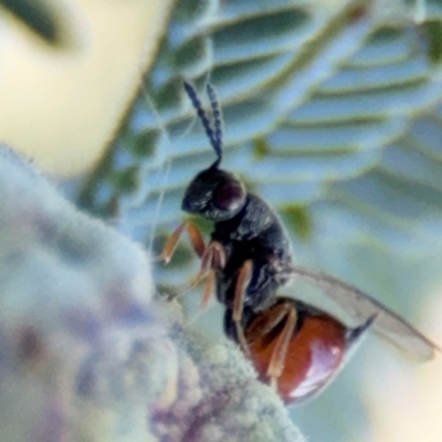 Eurytomidae (family) (Eurytomid wasp) at Russell, ACT - 3 Sep 2024 by Hejor1