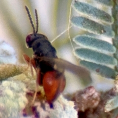 Eurytomidae (family) at Russell, ACT - 3 Sep 2024 03:30 PM