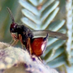 Eurytomidae (family) at Russell, ACT - 3 Sep 2024