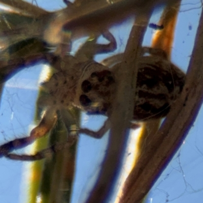 Opisthoncus sp. (genus) (Unidentified Opisthoncus jumping spider) at Barton, ACT - 3 Sep 2024 by Hejor1